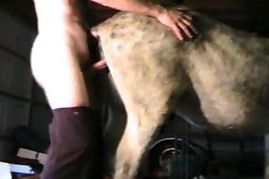gay bestiality,zoo sex